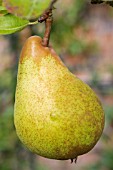 PYRUS COMMUNIS, WILLIAMS BON CHRETIEN