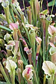 SARRACENIA RUBRA