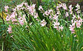 SCHIZOSTYLIS VISCOUNTESS BYNG