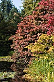 ACER ACONITIFOLIUM