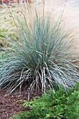 FESTUCA GLAUCA ELIJAH BLUE