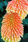 KNIPHOFIA ROOPERI