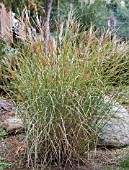 MISCANTHUS SIUOX