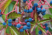 PARTHENOCISSUS QUINQUEFOLIA