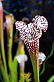 SARRACENIA LEUCOPHYLLA