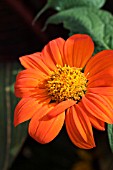 TITHONIA ROTUNDIFOLIA