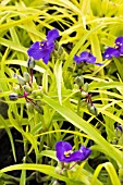 TRADESCANTIA SWEET KATE