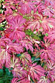 ACER ACONITIFOLIUM