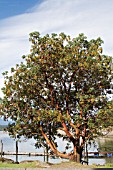 ARBUTUS MENZIESII