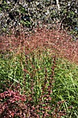 BETULA CRIMSON FROST, MISCANTHUS SINENSIS GRACILLIMUS & BERBERIS THUNBERGII CRIMSON VELVET