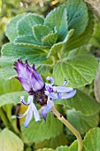 COLEUS CANINA