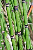 EQUISETUM HYEMALE