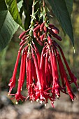 FUCHSIA BOLIVIANA