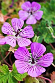 GERANIUM PINK PENNY