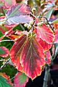 HAMAMELIS INTERMEDIA FEUERZAUBER