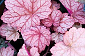 HEUCHERA GEORGIA PEACH