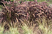 MOLINIA CAERULEA VARIEGATA & PENNISETUM SETACEUM RUBRUM