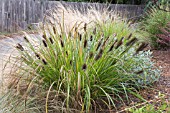 PENNISETUM ALOPECUROIDES MOUDRY