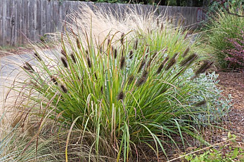 PENNISETUM_ALOPECUROIDES_MOUDRY