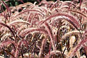 PENNISETUM SETACEUM RUBRUM