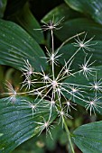 PEUCEDANUM GRAVEOLENS