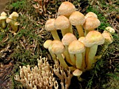 HYPHOLOMA FASCICULARE (SULPHUR TUFT)