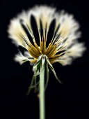 TRAGOPOGON PRATENSIS (GOATSBEARD)