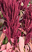 AMARANTHUS FOXTAIL