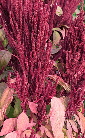 AMARANTHUS_FOXTAIL