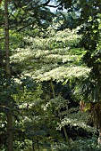 CORNUS CONTROVERSA VARIEGATA