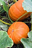 CUCUMIS MAXIMA ROUGE VIF DETAMPES, (PUMPKIN ROUGE VIF DETAMPES)