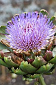 CYNARA CARDUNCULUS GREEN GLOBE