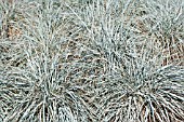 ELYMUS MAGELLANICUS
