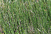 EQUISETUM HYEMALE