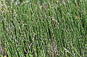 EQUISETUM HYEMALE