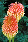 KNIPHOFIA ROOPERI