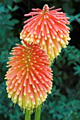 KNIPHOFIA ROOPERI