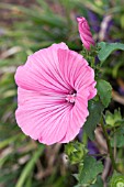 LAVATERA TRIMESTRIS LOVELINESS