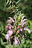 LOBELIA BRIDGESII