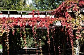 PARTHENOCISSUS QUINQUEFOLIA