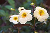 ACHIMENES YELLOW BEAUTY