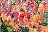 CERCIS CANADENSIS FOREST PANSY