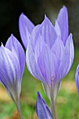 CROCUS ZONATUS