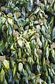 HEDERA COLCHICA SULPHUR HEART