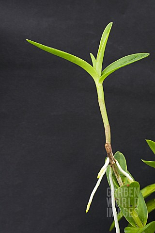ORCHID_PROPAGATION_FROM_KEIKIS