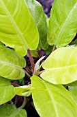 PHILODENDRON NEON