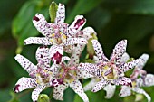 TRICYRTIS HIRTA MIYAZAKI