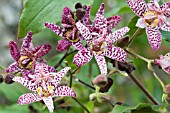 TRICYRTIS MACROPODA