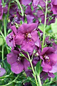 VERBASCUM PLUM SMOKEY