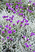 VERBENA VENOSA & HELICHRYSUM SILVER MIST